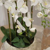 Deluxe Potted Faux Orchid
