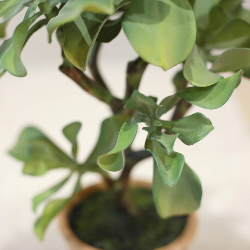 indoor succulent tree Potted Faux Succulent Tree – The Aviary Floral