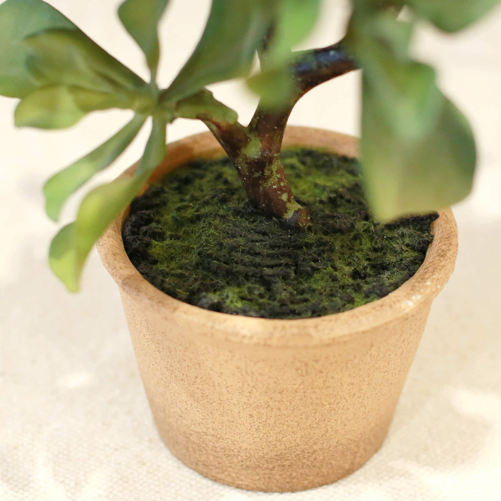 potted faux succulent Potted Faux Succulent Tree – The Aviary Floral